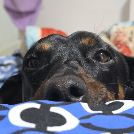 perritos-salchicha-mexico-dachshund-2026