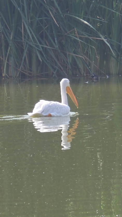 Bosque de San Juan de Aragón aves CDMX biodiversidad urbana en Gustavo A Madero